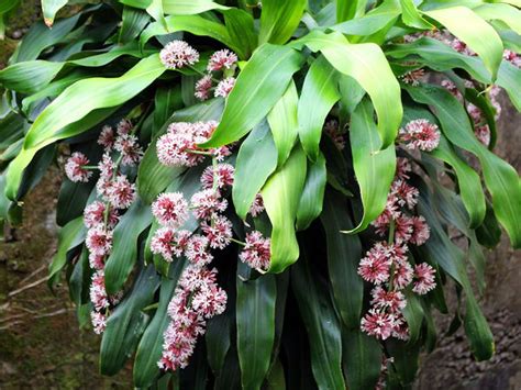 巴西鐵樹開花風水|財氣旺盛的居家風水植物【 巴西鐵樹 】 植物介紹.